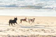 Dogs running at Diabo Beach - Rio de Janeiro city - Rio de Janeiro state (RJ) - Brazil