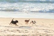 Dogs running at Diabo Beach - Rio de Janeiro city - Rio de Janeiro state (RJ) - Brazil