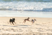 Dogs running at Diabo Beach - Rio de Janeiro city - Rio de Janeiro state (RJ) - Brazil