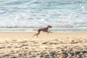 Dog running at Diabo Beach - Rio de Janeiro city - Rio de Janeiro state (RJ) - Brazil