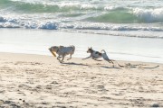 Dogs running at Diabo Beach - Rio de Janeiro city - Rio de Janeiro state (RJ) - Brazil