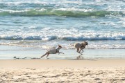 Dogs running at Diabo Beach - Rio de Janeiro city - Rio de Janeiro state (RJ) - Brazil