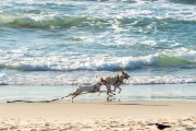 Dogs running at Diabo Beach - Rio de Janeiro city - Rio de Janeiro state (RJ) - Brazil