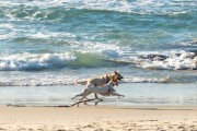 Dogs running at Diabo Beach - Rio de Janeiro city - Rio de Janeiro state (RJ) - Brazil