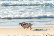 Dogs running at Diabo Beach - Rio de Janeiro city - Rio de Janeiro state (RJ) - Brazil