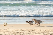 Dogs running at Diabo Beach - Rio de Janeiro city - Rio de Janeiro state (RJ) - Brazil