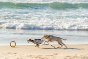 Dogs running at Diabo Beach - Rio de Janeiro city - Rio de Janeiro state (RJ) - Brazil