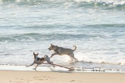 Dogs running at Diabo Beach - Rio de Janeiro city - Rio de Janeiro state (RJ) - Brazil