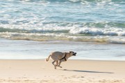 Dog running at Diabo Beach - Rio de Janeiro city - Rio de Janeiro state (RJ) - Brazil