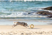 Dog running at Diabo Beach - Rio de Janeiro city - Rio de Janeiro state (RJ) - Brazil