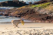 Dog running at Diabo Beach - Rio de Janeiro city - Rio de Janeiro state (RJ) - Brazil