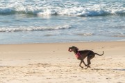 Dog running at Diabo Beach - Rio de Janeiro city - Rio de Janeiro state (RJ) - Brazil