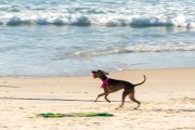 Dog running at Diabo Beach - Rio de Janeiro city - Rio de Janeiro state (RJ) - Brazil