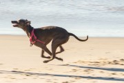 Dog running at Diabo Beach - Rio de Janeiro city - Rio de Janeiro state (RJ) - Brazil