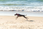 Dog running at Diabo Beach - Rio de Janeiro city - Rio de Janeiro state (RJ) - Brazil