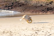 Dog running at Diabo Beach - Rio de Janeiro city - Rio de Janeiro state (RJ) - Brazil