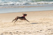 Dog running at Diabo Beach - Rio de Janeiro city - Rio de Janeiro state (RJ) - Brazil