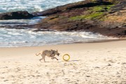 Dog running at Diabo Beach - Rio de Janeiro city - Rio de Janeiro state (RJ) - Brazil