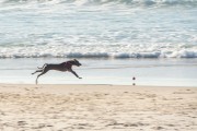 Dog running at Diabo Beach - Rio de Janeiro city - Rio de Janeiro state (RJ) - Brazil