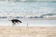 Dog running at Diabo Beach - Rio de Janeiro city - Rio de Janeiro state (RJ) - Brazil