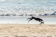 Dog running at Diabo Beach - Rio de Janeiro city - Rio de Janeiro state (RJ) - Brazil