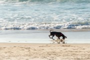 Dog running at Diabo Beach - Rio de Janeiro city - Rio de Janeiro state (RJ) - Brazil