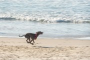 Dog running at Diabo Beach - Rio de Janeiro city - Rio de Janeiro state (RJ) - Brazil