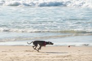 Dog running at Diabo Beach - Rio de Janeiro city - Rio de Janeiro state (RJ) - Brazil