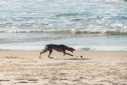 Dog running at Diabo Beach - Rio de Janeiro city - Rio de Janeiro state (RJ) - Brazil