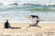 Dogs running at Diabo Beach - Rio de Janeiro city - Rio de Janeiro state (RJ) - Brazil