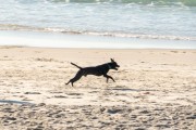 Dog running at Diabo Beach - Rio de Janeiro city - Rio de Janeiro state (RJ) - Brazil