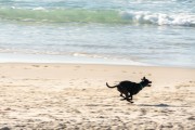 Dog running at Diabo Beach - Rio de Janeiro city - Rio de Janeiro state (RJ) - Brazil