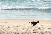 Dog running at Diabo Beach - Rio de Janeiro city - Rio de Janeiro state (RJ) - Brazil