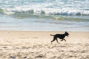 Dog running at Diabo Beach - Rio de Janeiro city - Rio de Janeiro state (RJ) - Brazil