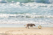 Dog running at Diabo Beach - Rio de Janeiro city - Rio de Janeiro state (RJ) - Brazil