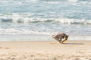 Dog running at Diabo Beach - Rio de Janeiro city - Rio de Janeiro state (RJ) - Brazil