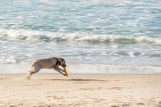 Dog running at Diabo Beach - Rio de Janeiro city - Rio de Janeiro state (RJ) - Brazil