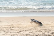 Dog running at Diabo Beach - Rio de Janeiro city - Rio de Janeiro state (RJ) - Brazil