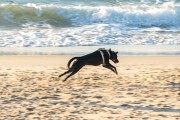 Dog running at Diabo Beach - Rio de Janeiro city - Rio de Janeiro state (RJ) - Brazil