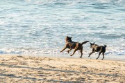 Dogs running at Diabo Beach - Rio de Janeiro city - Rio de Janeiro state (RJ) - Brazil