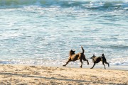 Dogs running at Diabo Beach - Rio de Janeiro city - Rio de Janeiro state (RJ) - Brazil