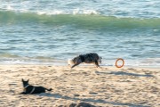 Dogs running at Diabo Beach - Rio de Janeiro city - Rio de Janeiro state (RJ) - Brazil