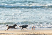 Dogs running at Diabo Beach - Rio de Janeiro city - Rio de Janeiro state (RJ) - Brazil