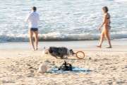 Dog running at Diabo Beach - Rio de Janeiro city - Rio de Janeiro state (RJ) - Brazil