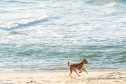 Dog running at Diabo Beach - Rio de Janeiro city - Rio de Janeiro state (RJ) - Brazil