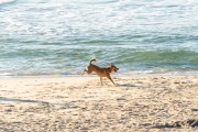 Dog running at Diabo Beach - Rio de Janeiro city - Rio de Janeiro state (RJ) - Brazil