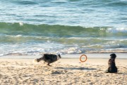 Dogs running at Diabo Beach - Rio de Janeiro city - Rio de Janeiro state (RJ) - Brazil