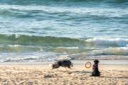 Dogs running at Diabo Beach - Rio de Janeiro city - Rio de Janeiro state (RJ) - Brazil