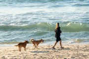 Dogs running at Diabo Beach - Rio de Janeiro city - Rio de Janeiro state (RJ) - Brazil