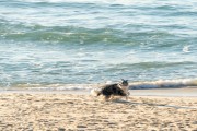 Dog running at Diabo Beach - Rio de Janeiro city - Rio de Janeiro state (RJ) - Brazil